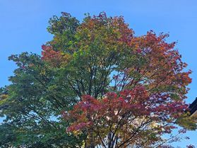 園内紅葉情報＆バス旅のご案内
