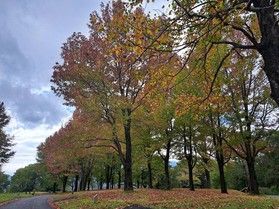 蒜山高原キャンプ場の紅葉始まりました!