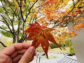 鹿沢園地紅葉状況🍁