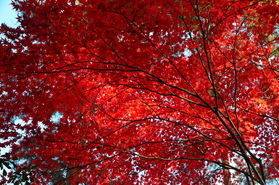 今が見頃の紅葉スポット♪