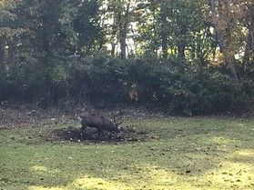 こんなに間近で...!?