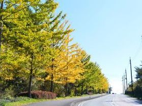 紅葉スポットを満喫♪秋の蒜山高原サイクリング