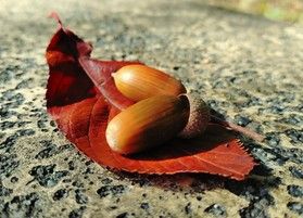 秋の木の実探しへ🌰