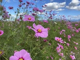 秋桜『コスモス』が見頃を迎えています!