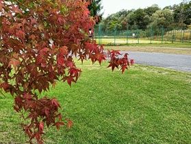 裏磐梯紅葉状況2025年秋