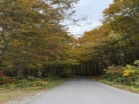 乳頭温泉郷の周り黄葉情報！！