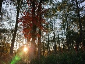 紅く美しいツタウルシに要注意!!