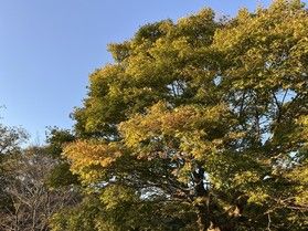 【園地内紅葉情報】最新の紅葉情報をお届け！①