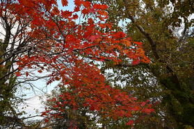 支笏湖の紅葉が見頃です♪