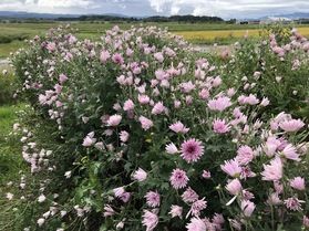今年も”もって菊の季節