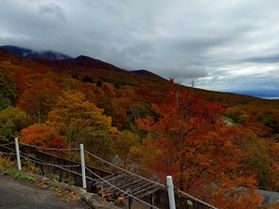 紅葉見頃を迎えています!
