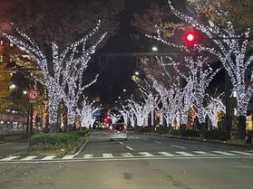 今年もさらにレベルアップ！けやき大通りイルミネーション💡