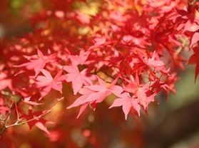 【帝釈峡紅葉情報】最新の紅葉状況をお届け！②＆紅葉時期予想