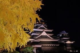【紅葉情報】今からが見ごろ「熊本城の銀杏」