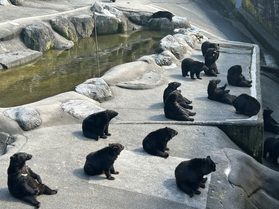 奥飛騨の自然とクマたちに癒される旅 
