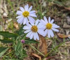 秋の草花「コヨメナ」