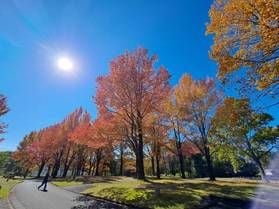 【紅葉情報】蒜山高原キャンプ場が見頃です。