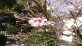 羽咋神社の冬桜が今年も咲き始めました🌸