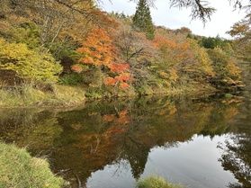 茶臼山高原近辺の今後の紅葉情報