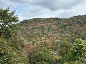 五色台&白峯寺の紅葉情報について