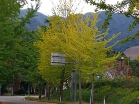 神鍋高原のイチョウ並木
