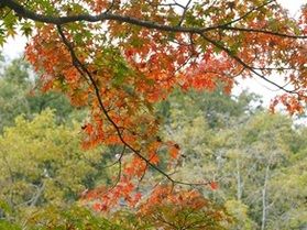 【帝釈峡紅葉情報】最新の紅葉状況をお届け！③