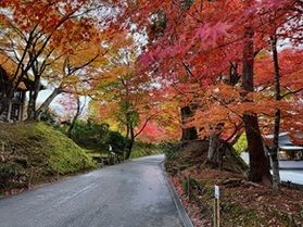 【2025 陸中宮古 周辺紅葉情報】vol.5