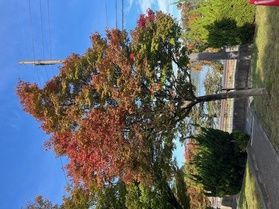 休暇村近江八幡のもみじ