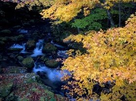 美味しいジビエ(鹿肉)と2025茶臼山高原紅葉情報