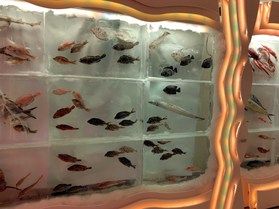 氷点下20度の世界!氷の水族館