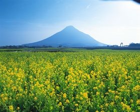 菜の花マーチ