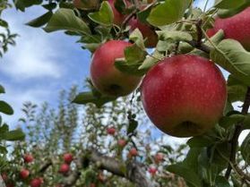 地元農園のりんご狩り🍎