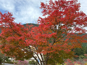 田貫湖で紅葉を見よう!!