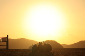 大久野島で夕日をみながら散歩♪