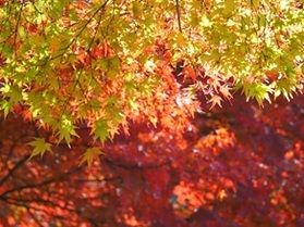 【帝釈峡紅葉情報】最新の紅葉状況をお届け！④