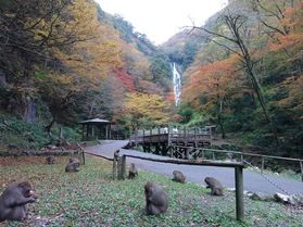 名瀑「神庭(かんば)の滝」で紅葉狩りを楽しむ♪