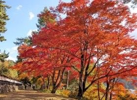 福満虚空蔵尊の紅葉