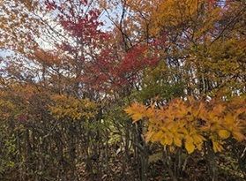 この植物の名前知ってますか?