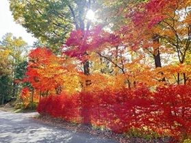 まだ見頃な紅葉🍁