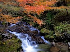 2025年茶臼山高原周辺の紅葉情報! iPhoneSE撮影