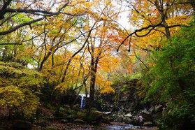 【紅葉情報】今が行きどき「マゼノ渓谷」