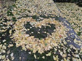 黄葉が見ごろです♪出石 諸杉神社