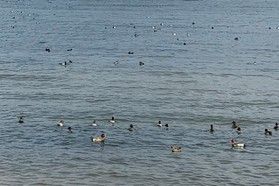 Lake バードウォッチング!