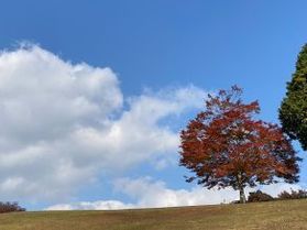 【帝釈峡紅葉情報】最新の紅葉状況をお届け!⑧