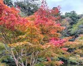【 紅葉めぐり 】 小松寺 編 ①