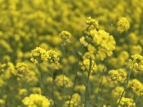 春が訪れる「日野菜の花畑」が楽しみです