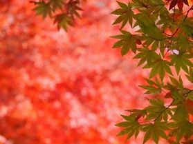 【帝釈峡紅葉情報】最新の紅葉状況をお届け！⑨＆見頃いつまで？