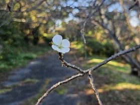 この時期にあの「花」が！