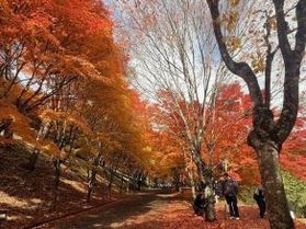 秋のおすすめ紅葉スポット！