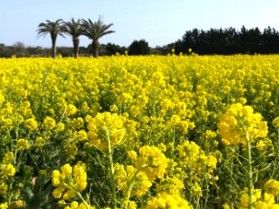 渥美半島菜の花まつり2026 期間と送迎、決定!